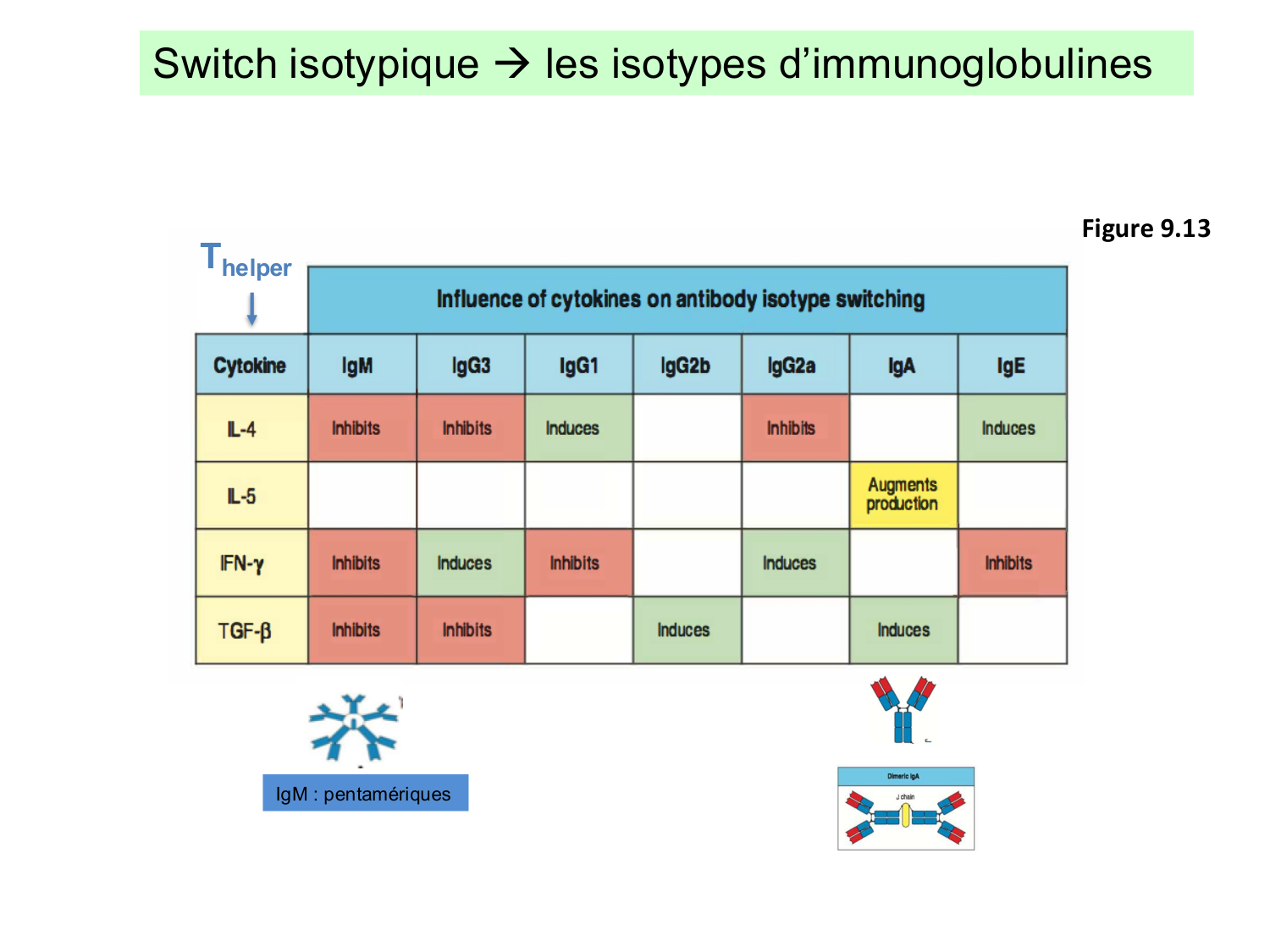 ImmuniteAdaptative LB Hugues2026 page 19