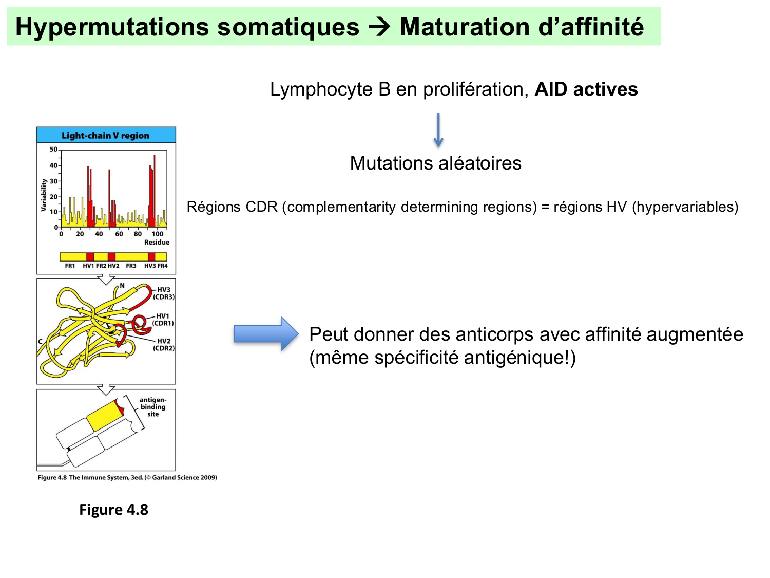 ImmuniteAdaptative LB Hugues2026 page 20
