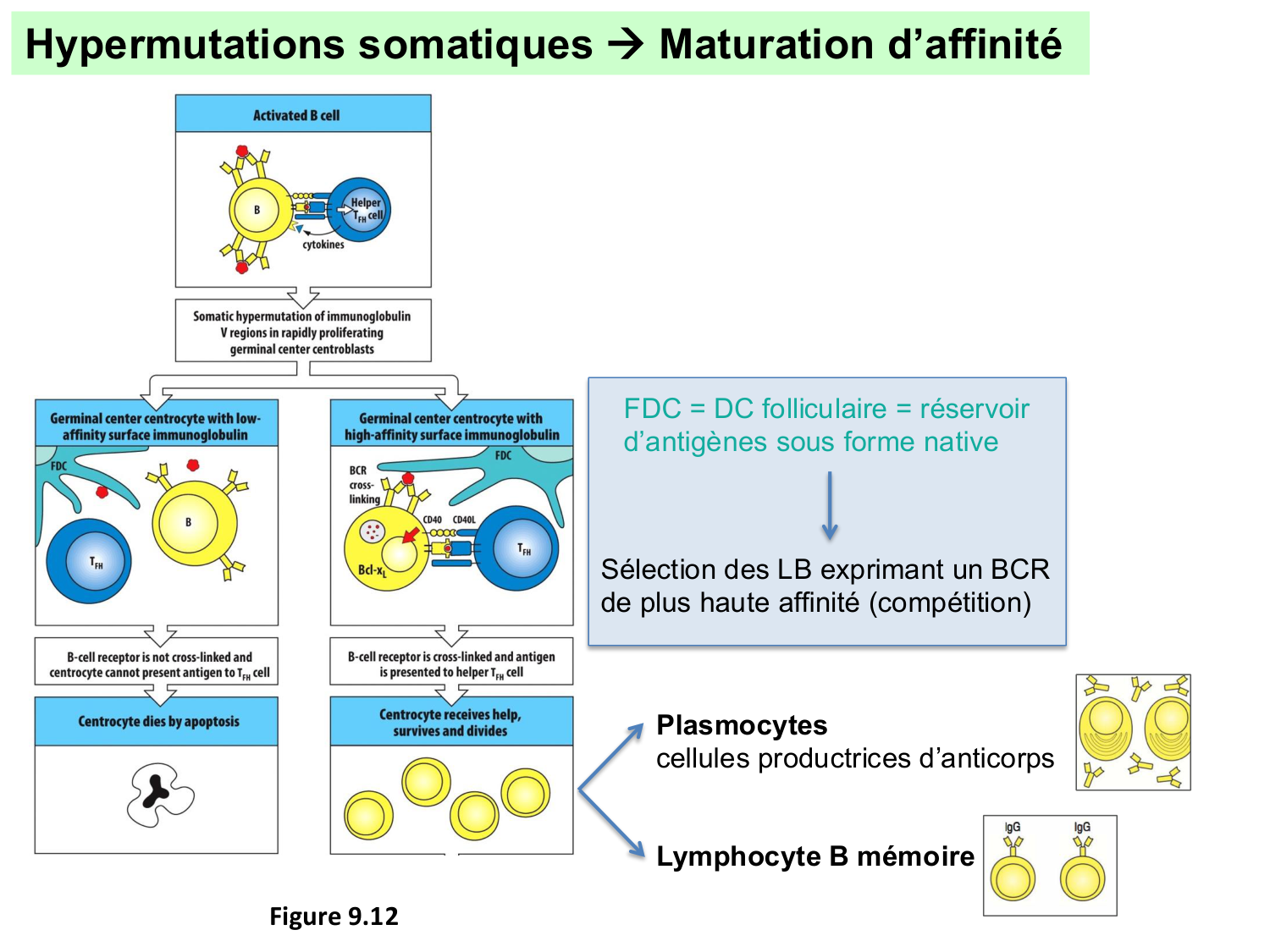 ImmuniteAdaptative LB Hugues2026 page 21