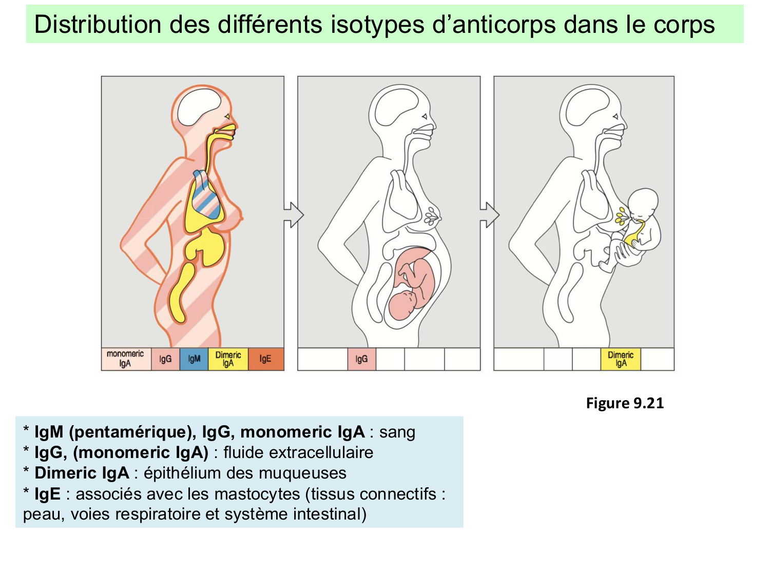 ImmuniteAdaptative LB Hugues2026 page 23