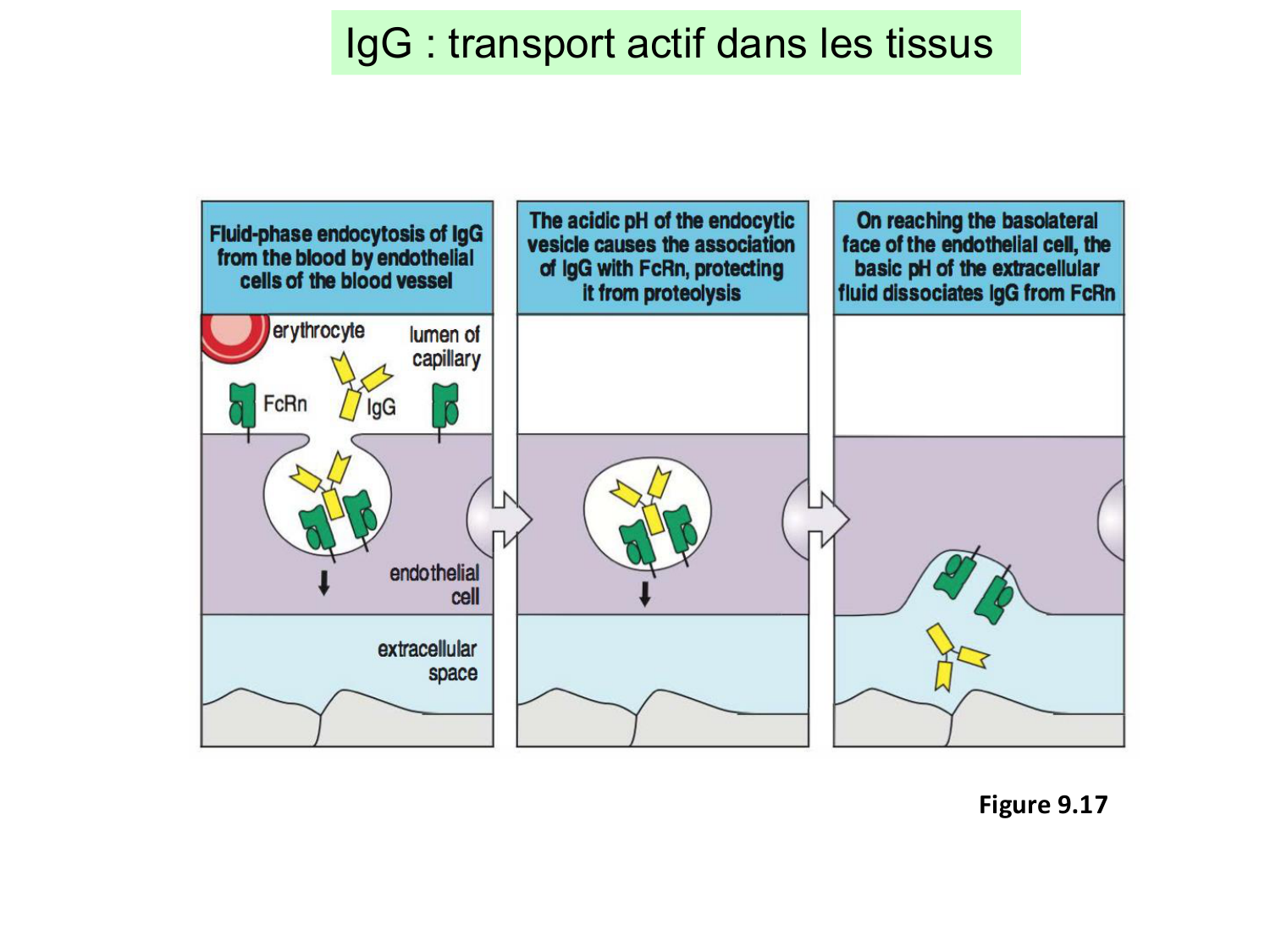 ImmuniteAdaptative LB Hugues2026 page 24