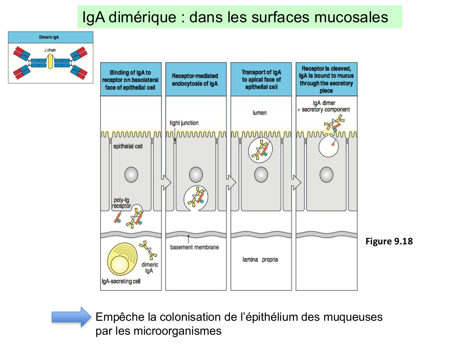 ImmuniteAdaptative LB Hugues2026 page 25