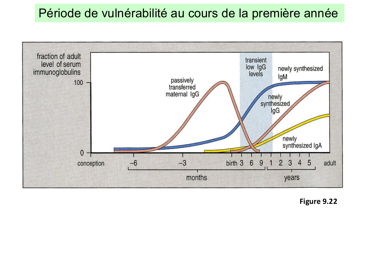 ImmuniteAdaptative LB Hugues2026 page 26