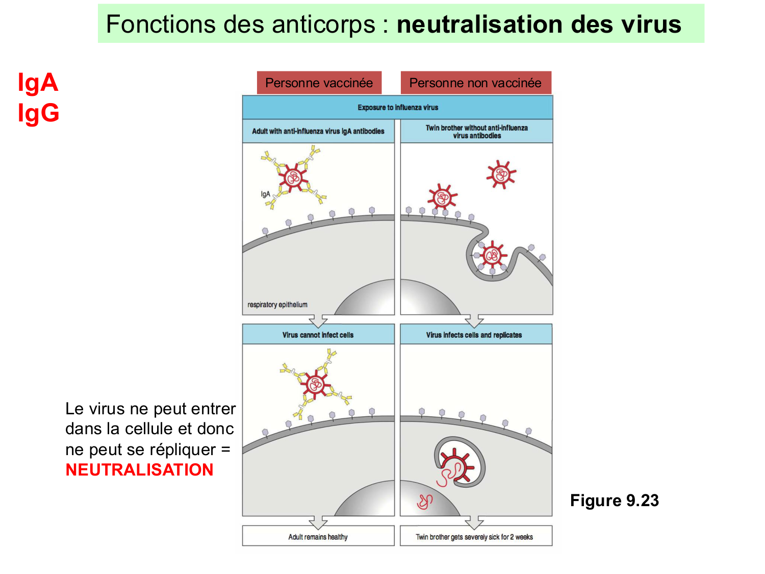 ImmuniteAdaptative LB Hugues2026 page 27
