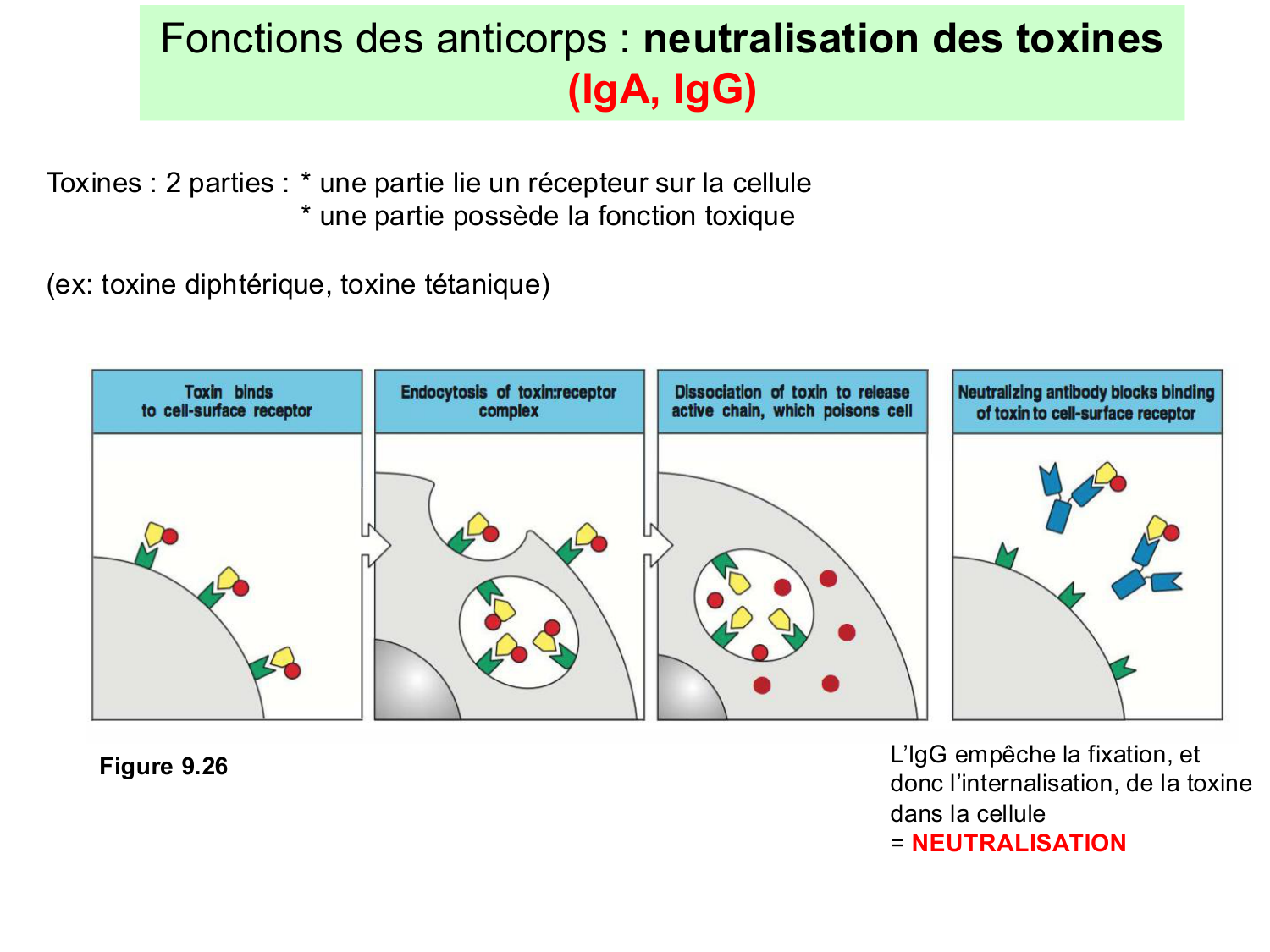 ImmuniteAdaptative LB Hugues2026 page 29