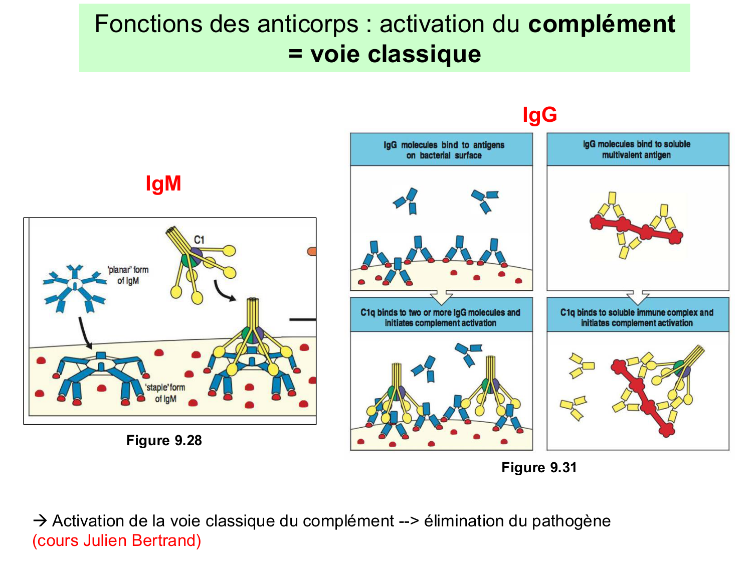 ImmuniteAdaptative LB Hugues2026 page 30