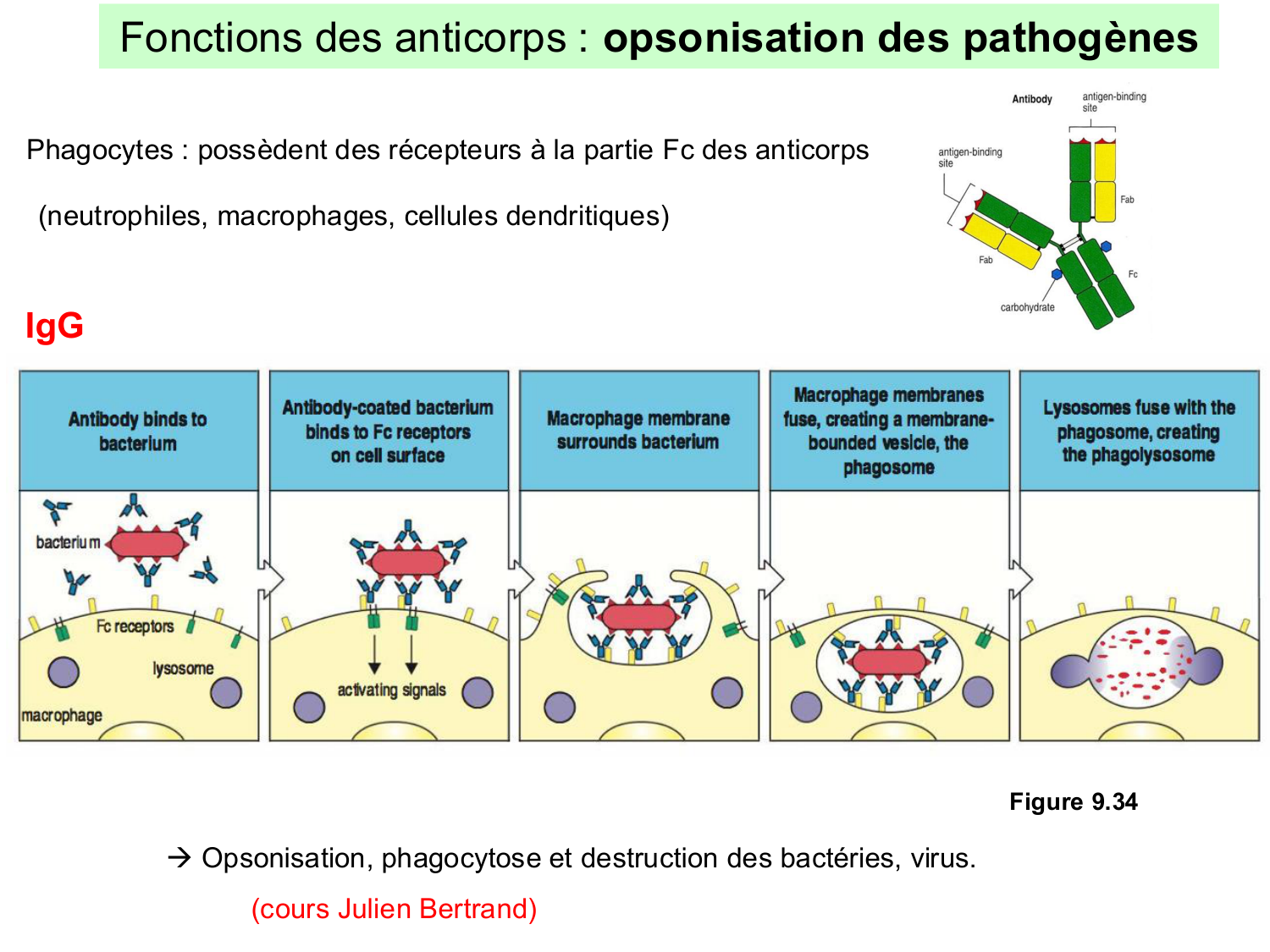 ImmuniteAdaptative LB Hugues2026 page 31