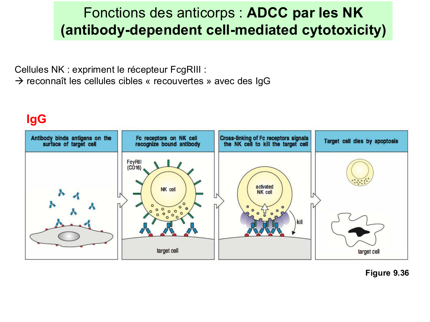 ImmuniteAdaptative LB Hugues2026 page 32