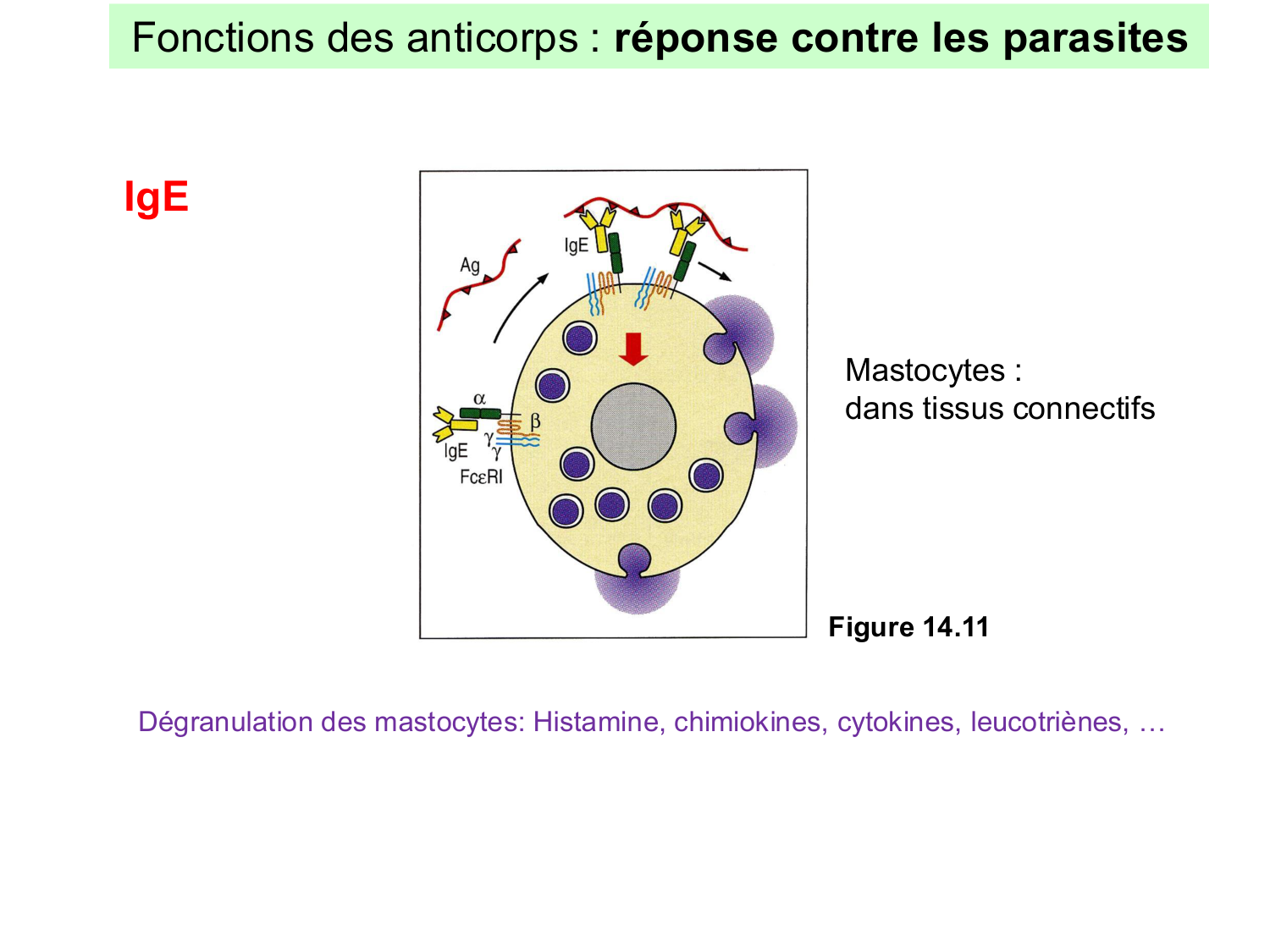 ImmuniteAdaptative LB Hugues2026 page 33
