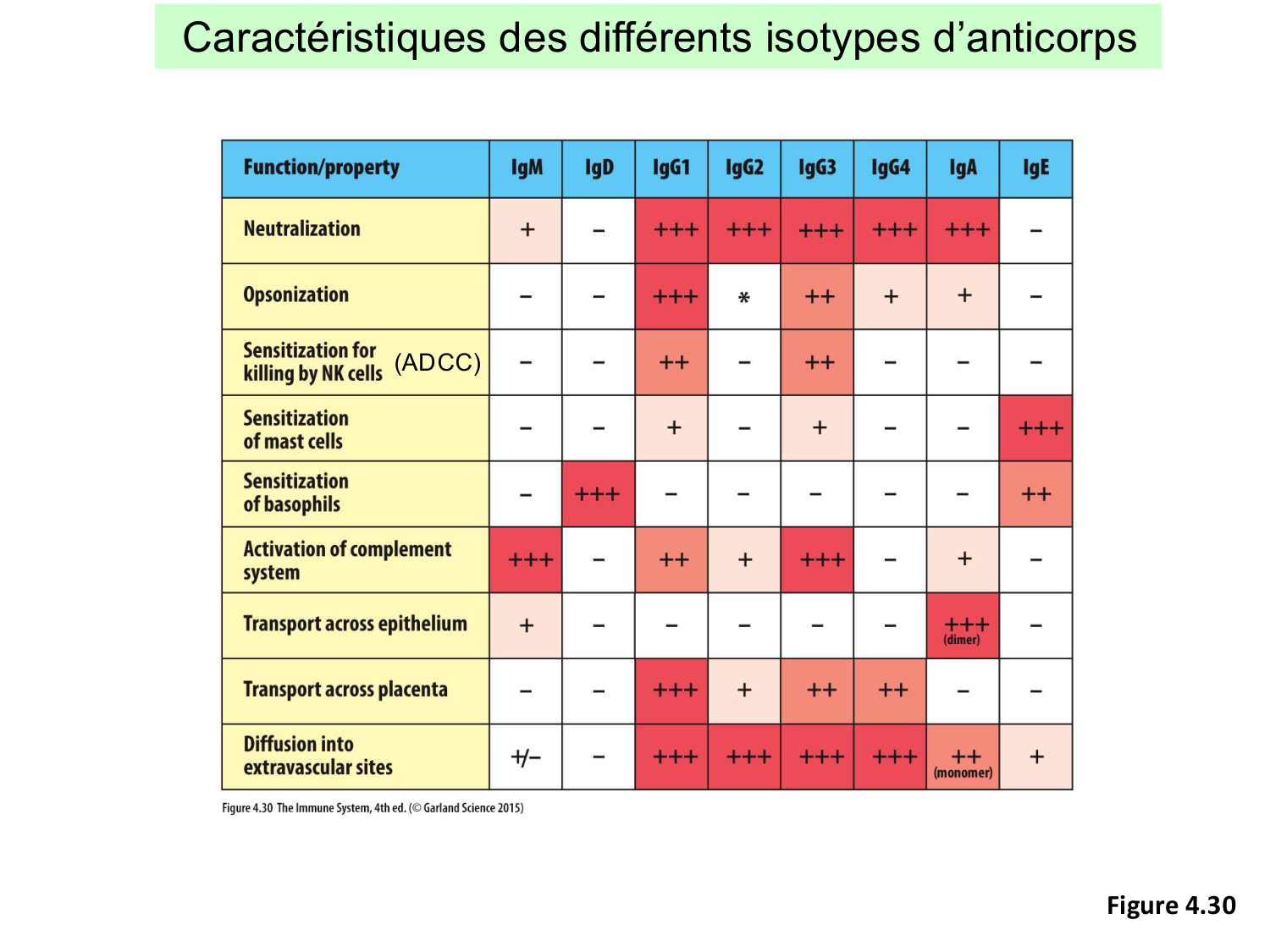 ImmuniteAdaptative LB Hugues2026 page 34