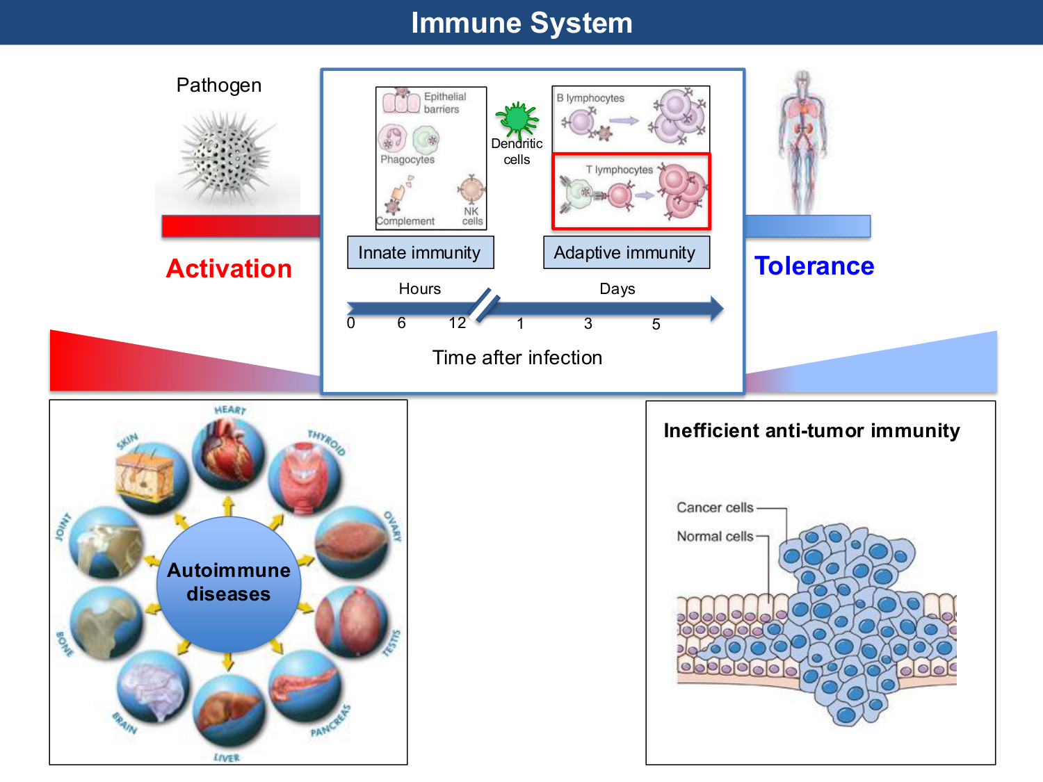 ImmuniteAdaptative LT Hugues2026 page 2
