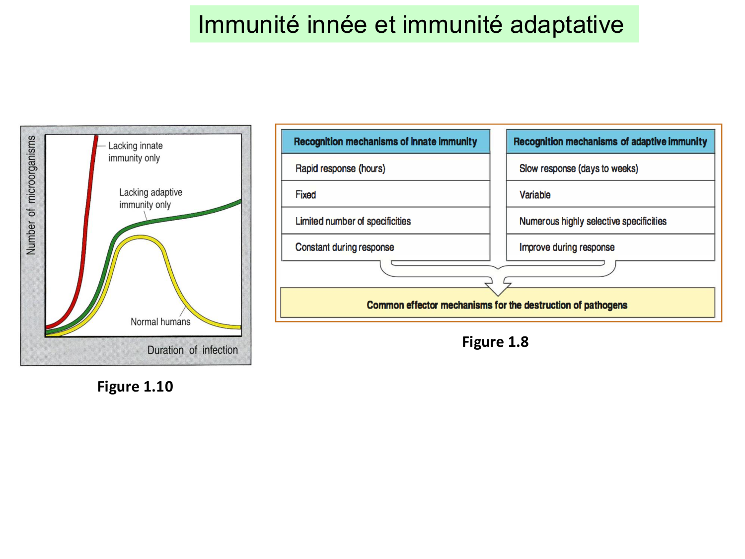 ImmuniteAdaptative LT Hugues2026 page 5