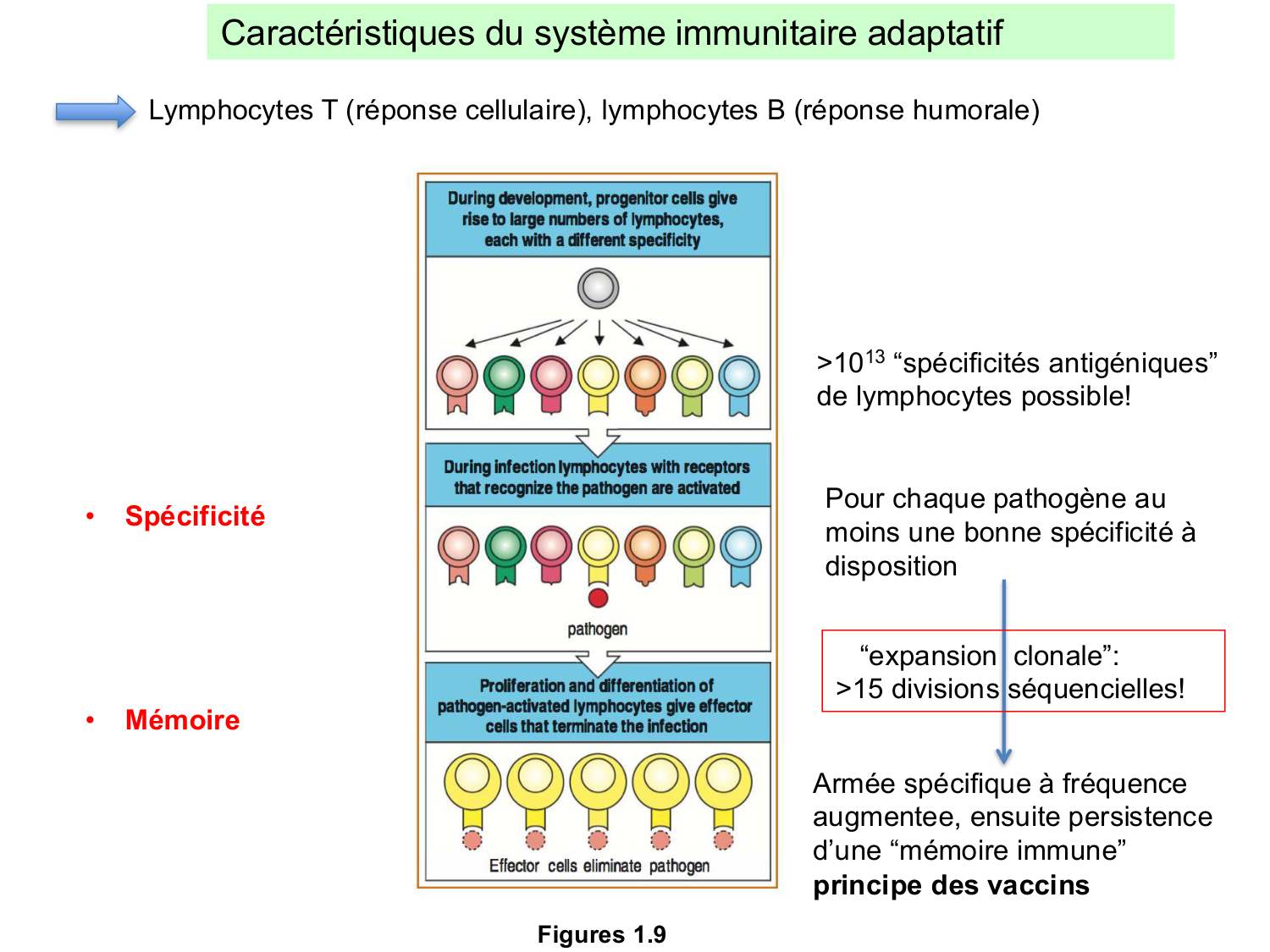 ImmuniteAdaptative LT Hugues2026 page 6