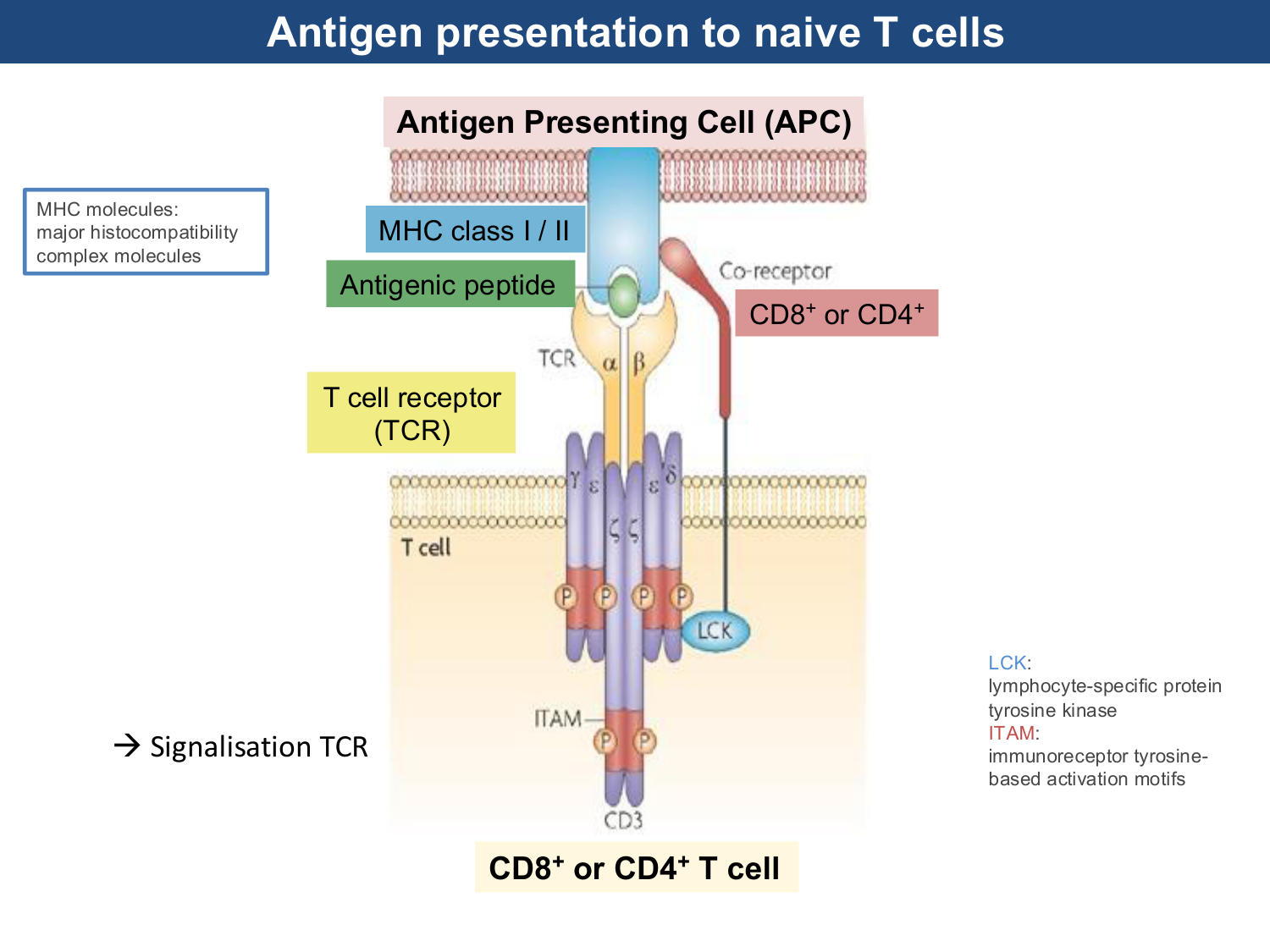 ImmuniteAdaptative LT Hugues2026 page 8