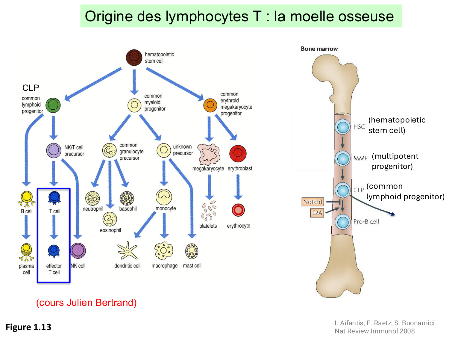 ImmuniteAdaptative LT Hugues2026 page 9