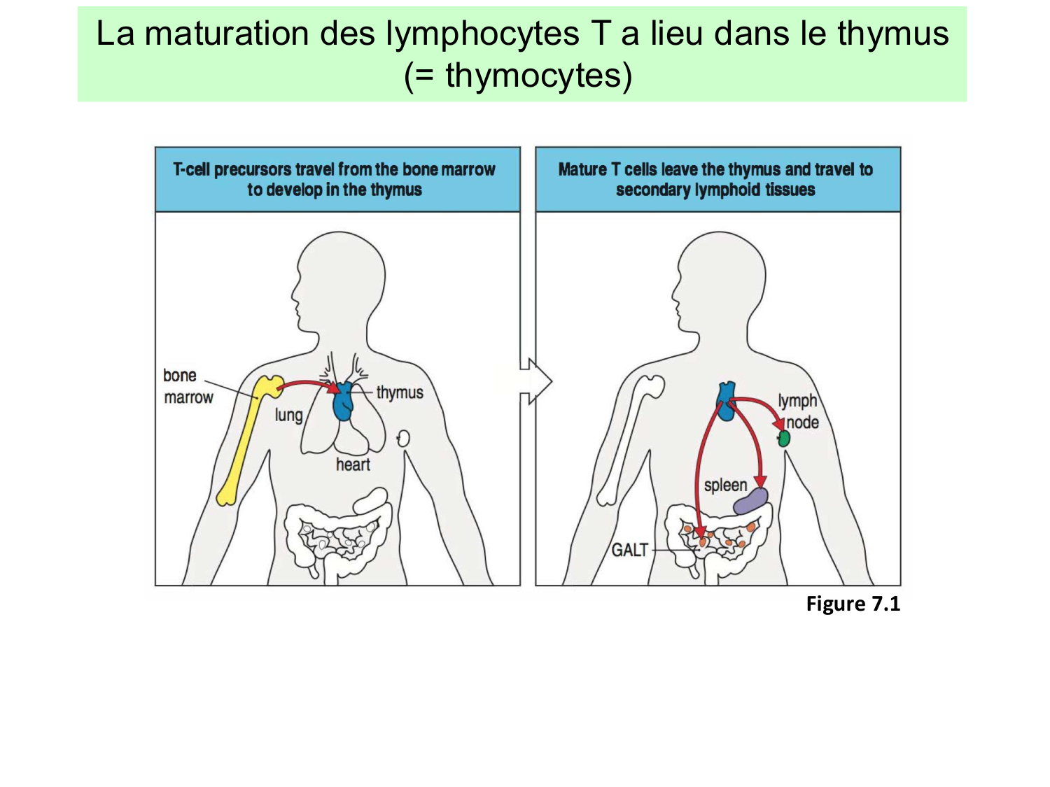 ImmuniteAdaptative LT Hugues2026 page 10
