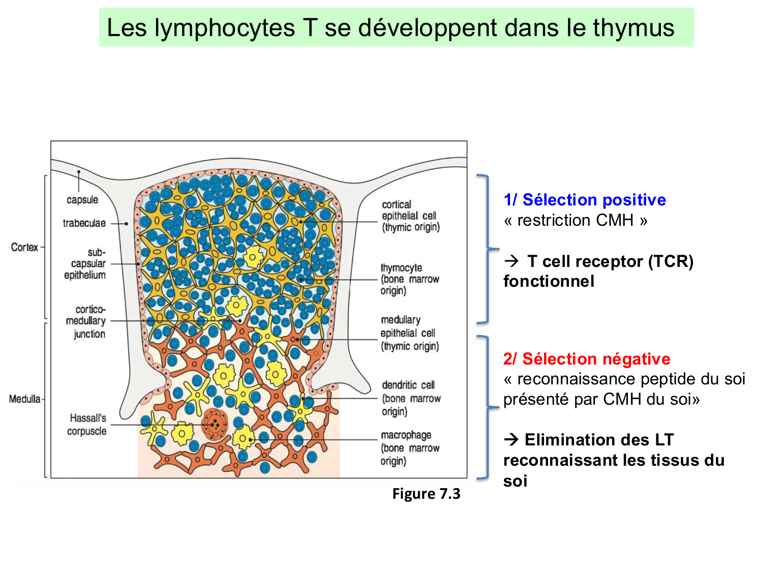ImmuniteAdaptative LT Hugues2026 page 11
