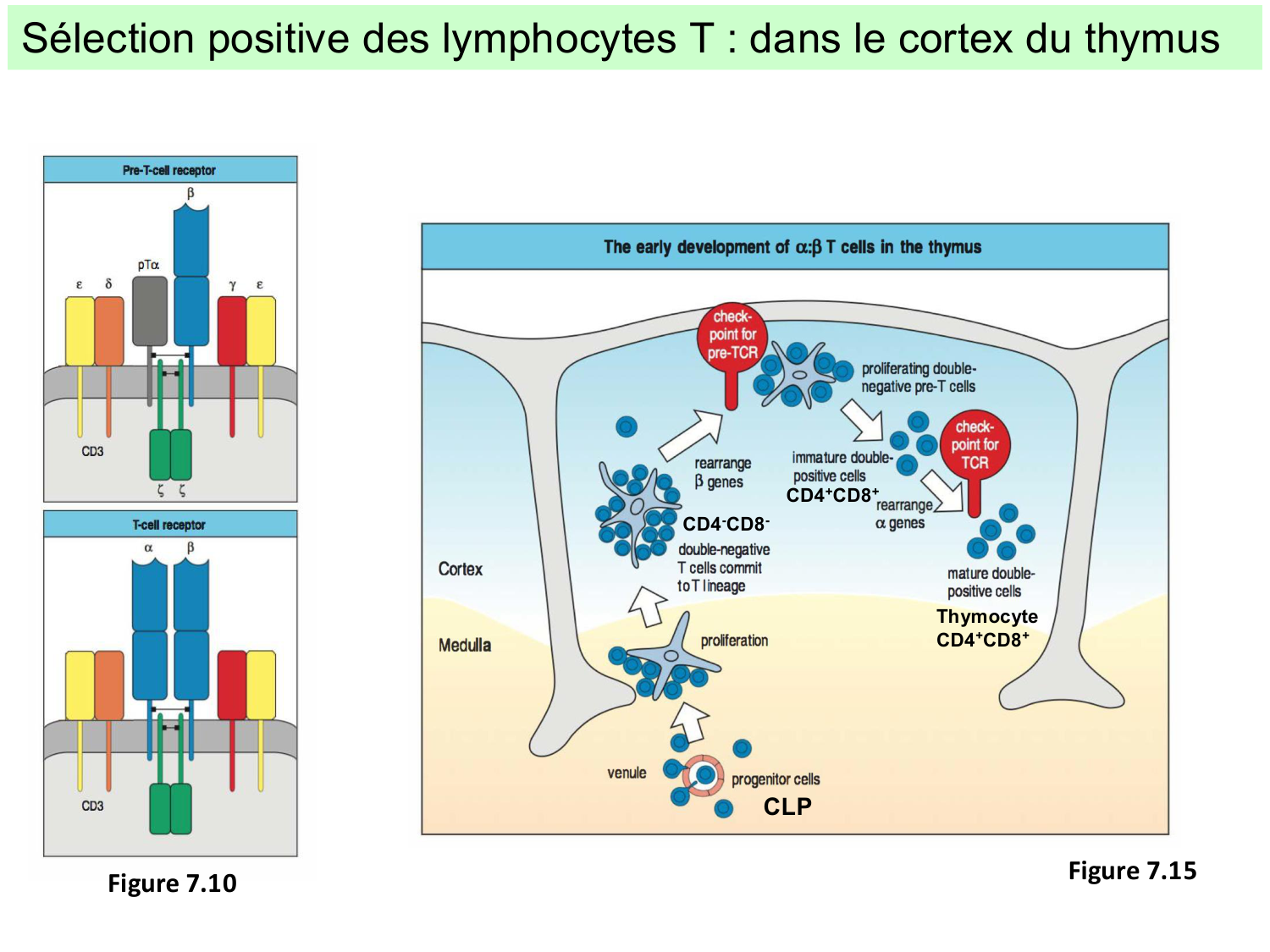 ImmuniteAdaptative LT Hugues2026 page 12