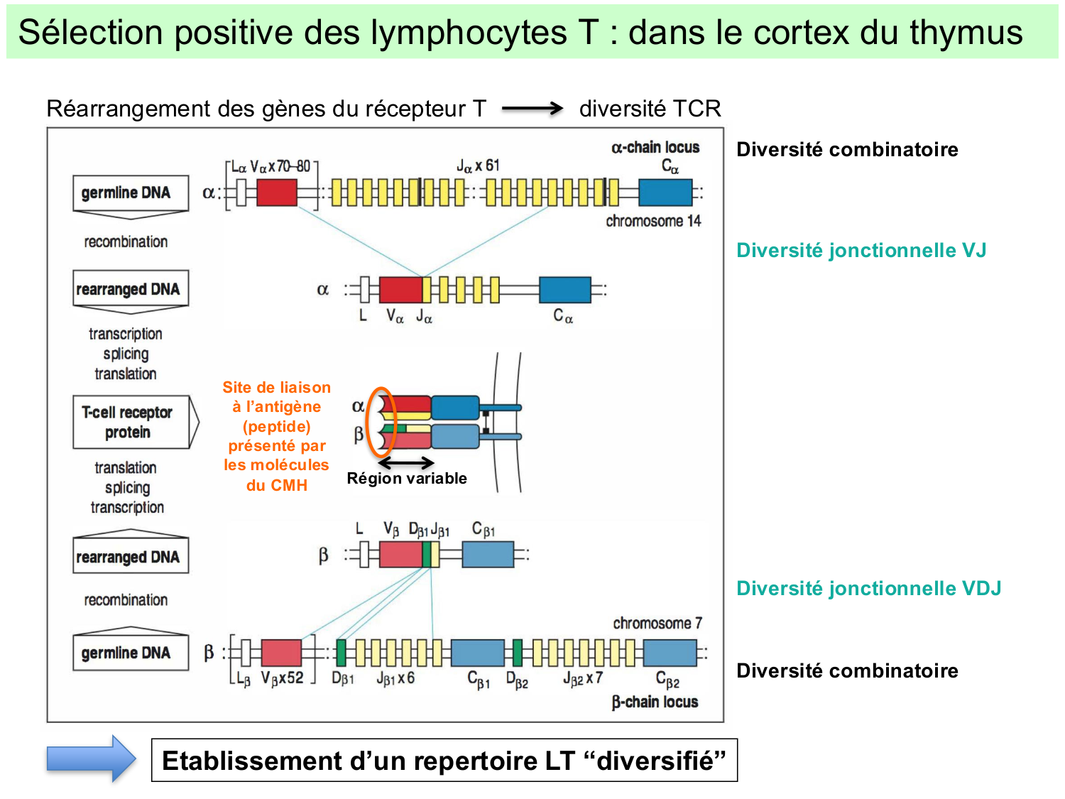 ImmuniteAdaptative LT Hugues2026 page 13