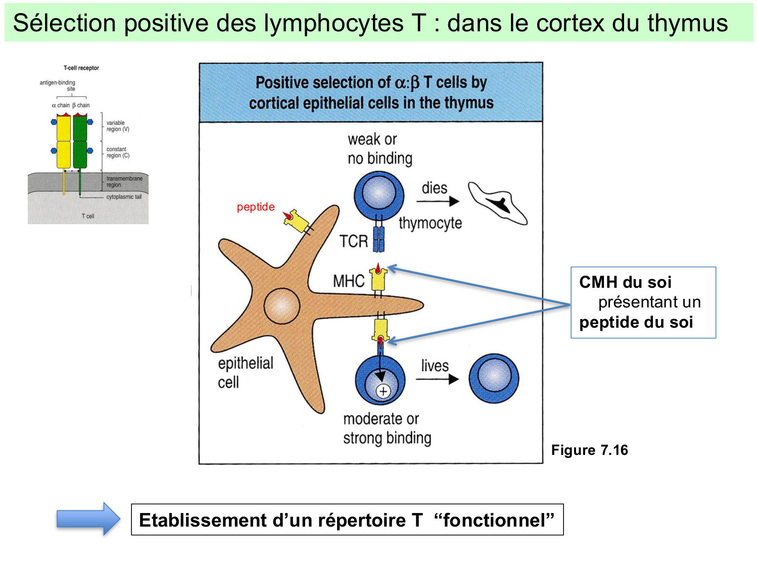 ImmuniteAdaptative LT Hugues2026 page 14