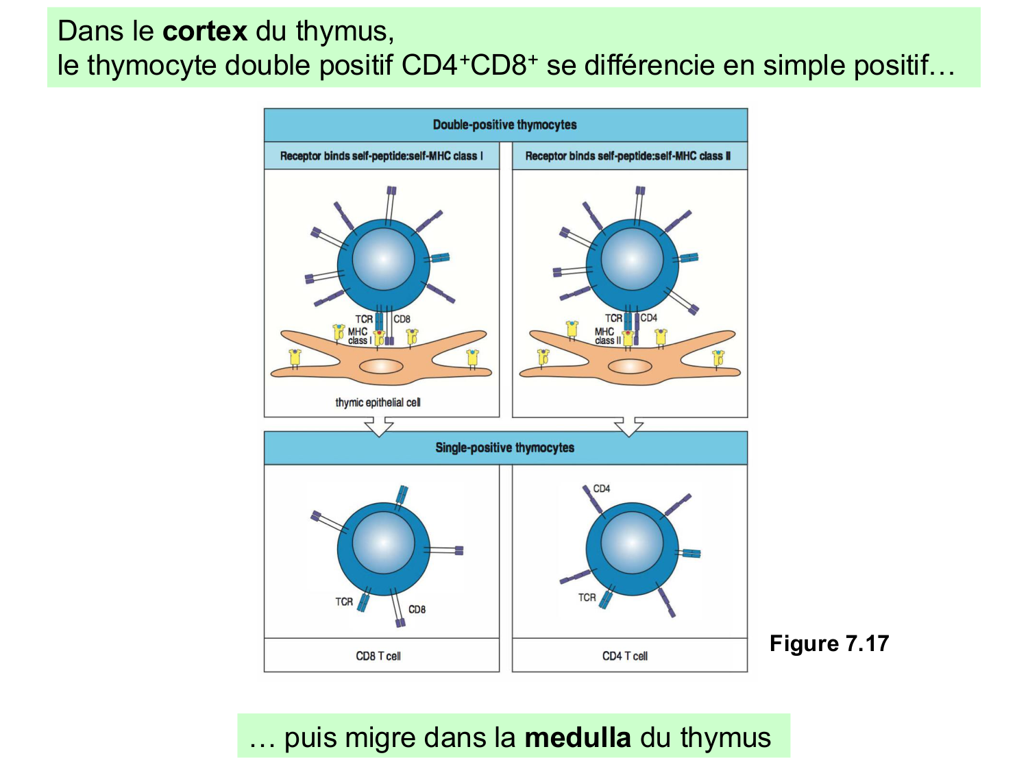 ImmuniteAdaptative LT Hugues2026 page 15