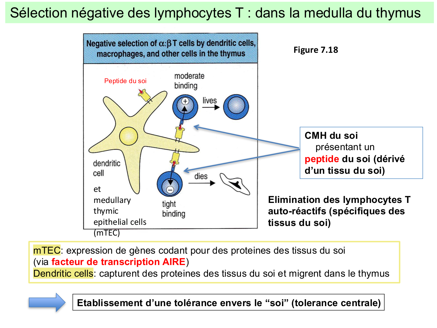 ImmuniteAdaptative LT Hugues2026 page 16