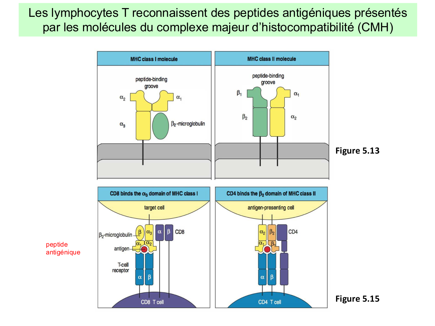ImmuniteAdaptative LT Hugues2026 page 18