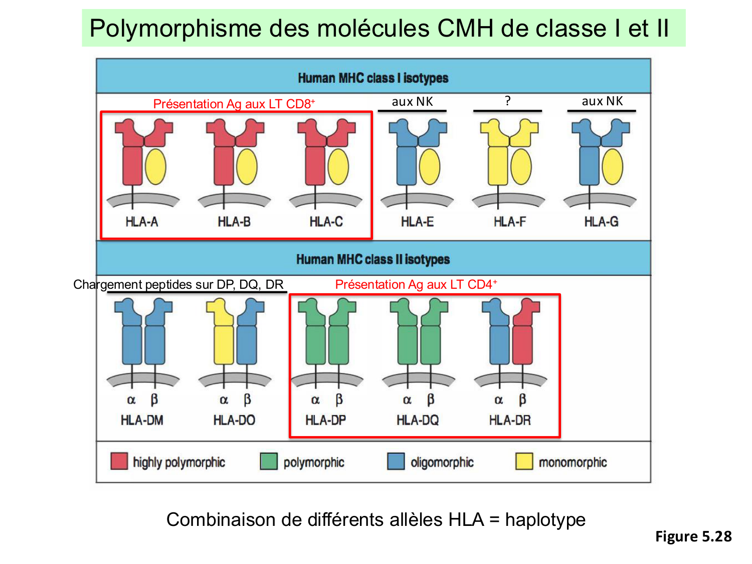 ImmuniteAdaptative LT Hugues2026 page 20