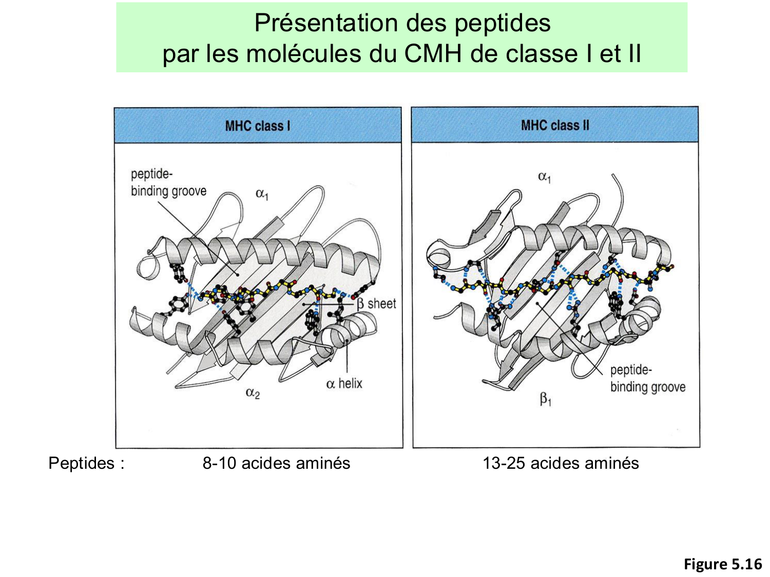 ImmuniteAdaptative LT Hugues2026 page 22