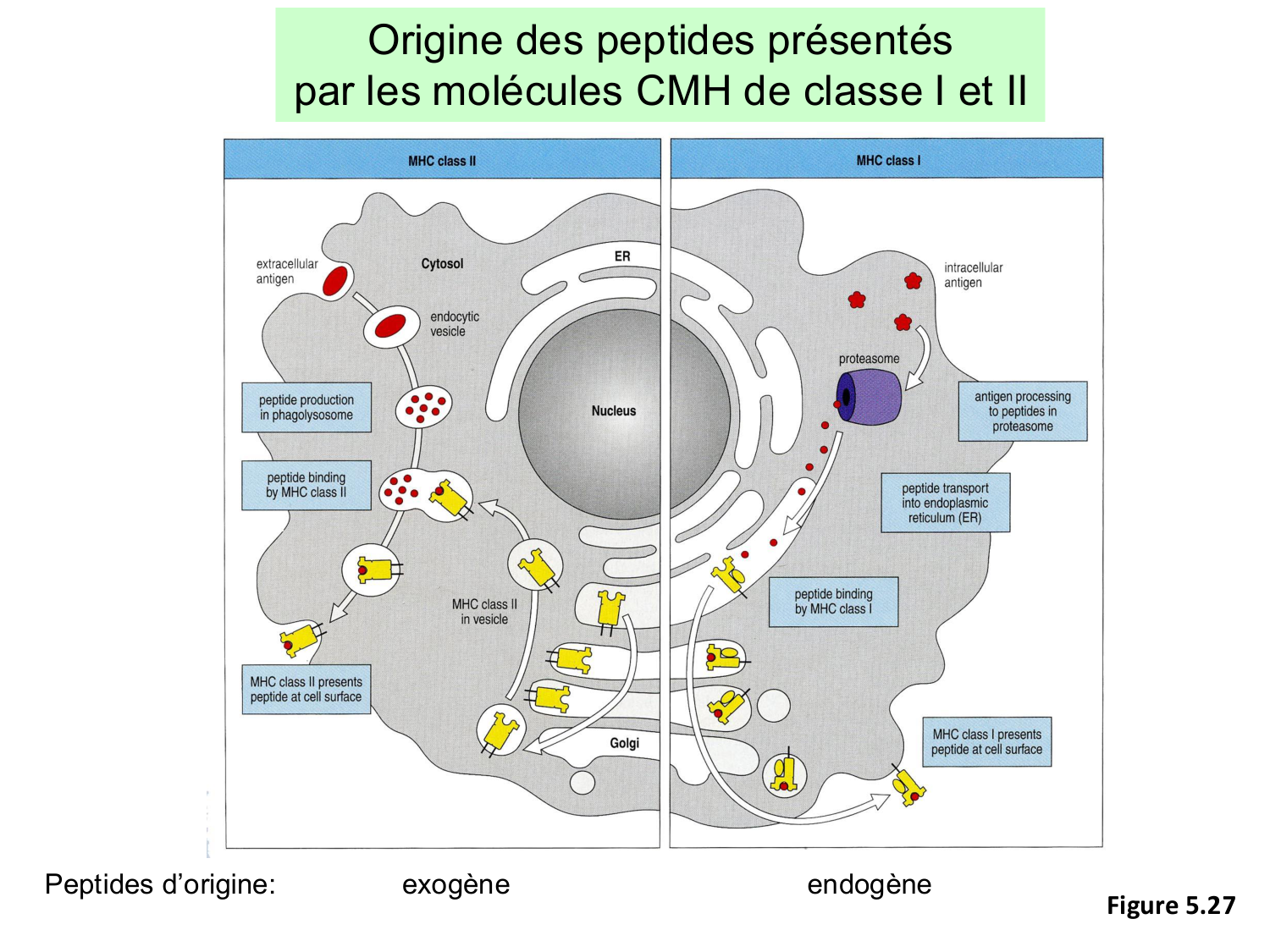 ImmuniteAdaptative LT Hugues2026 page 23
