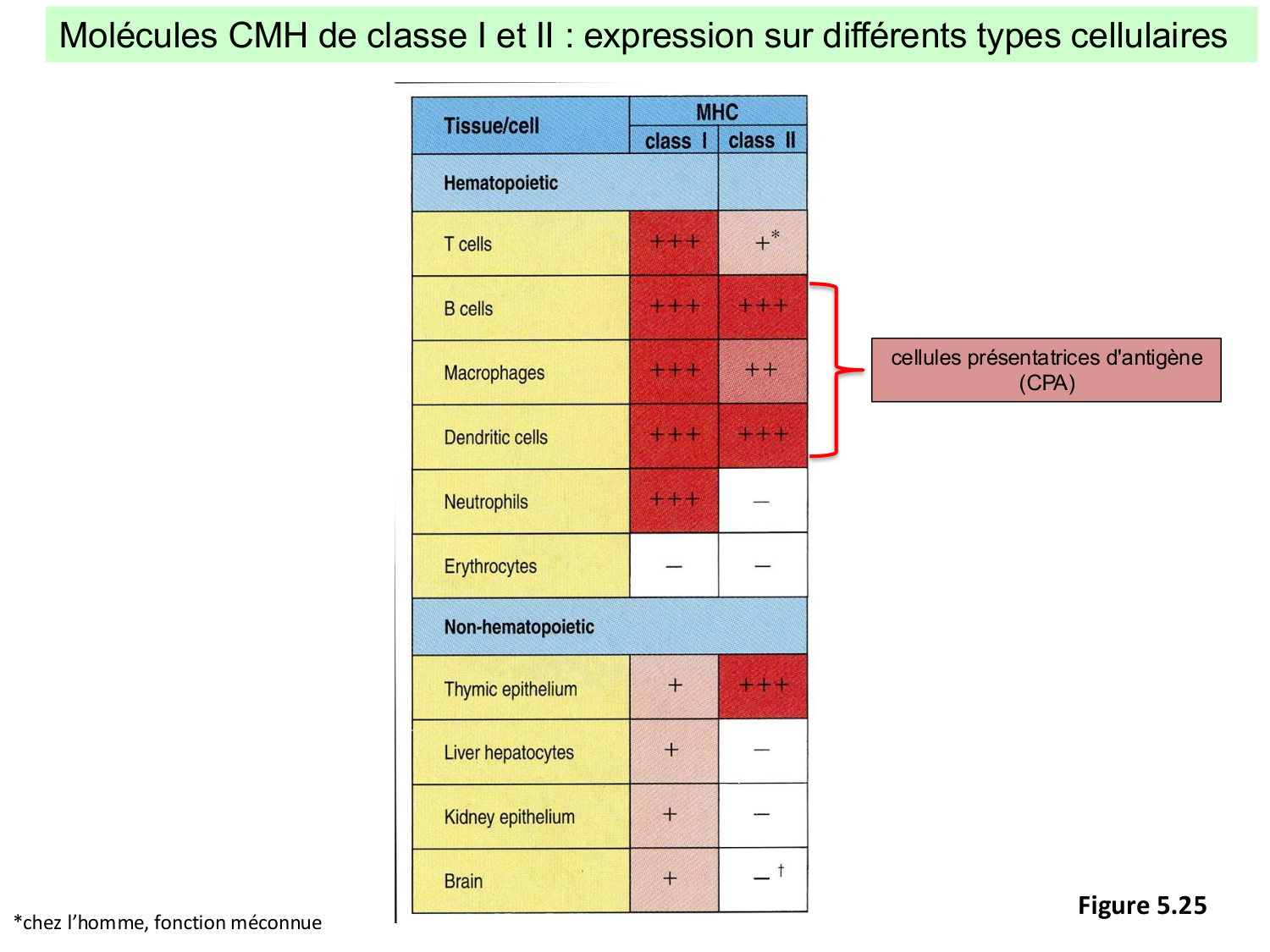 ImmuniteAdaptative LT Hugues2026 page 24