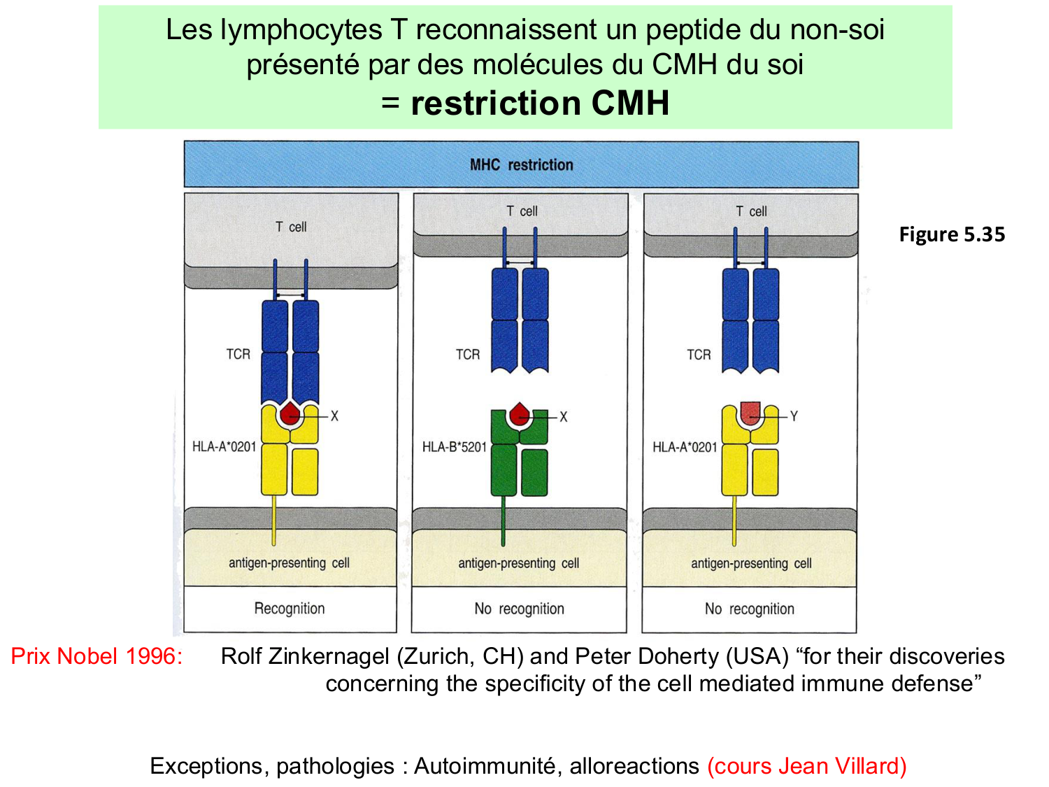 ImmuniteAdaptative LT Hugues2026 page 25