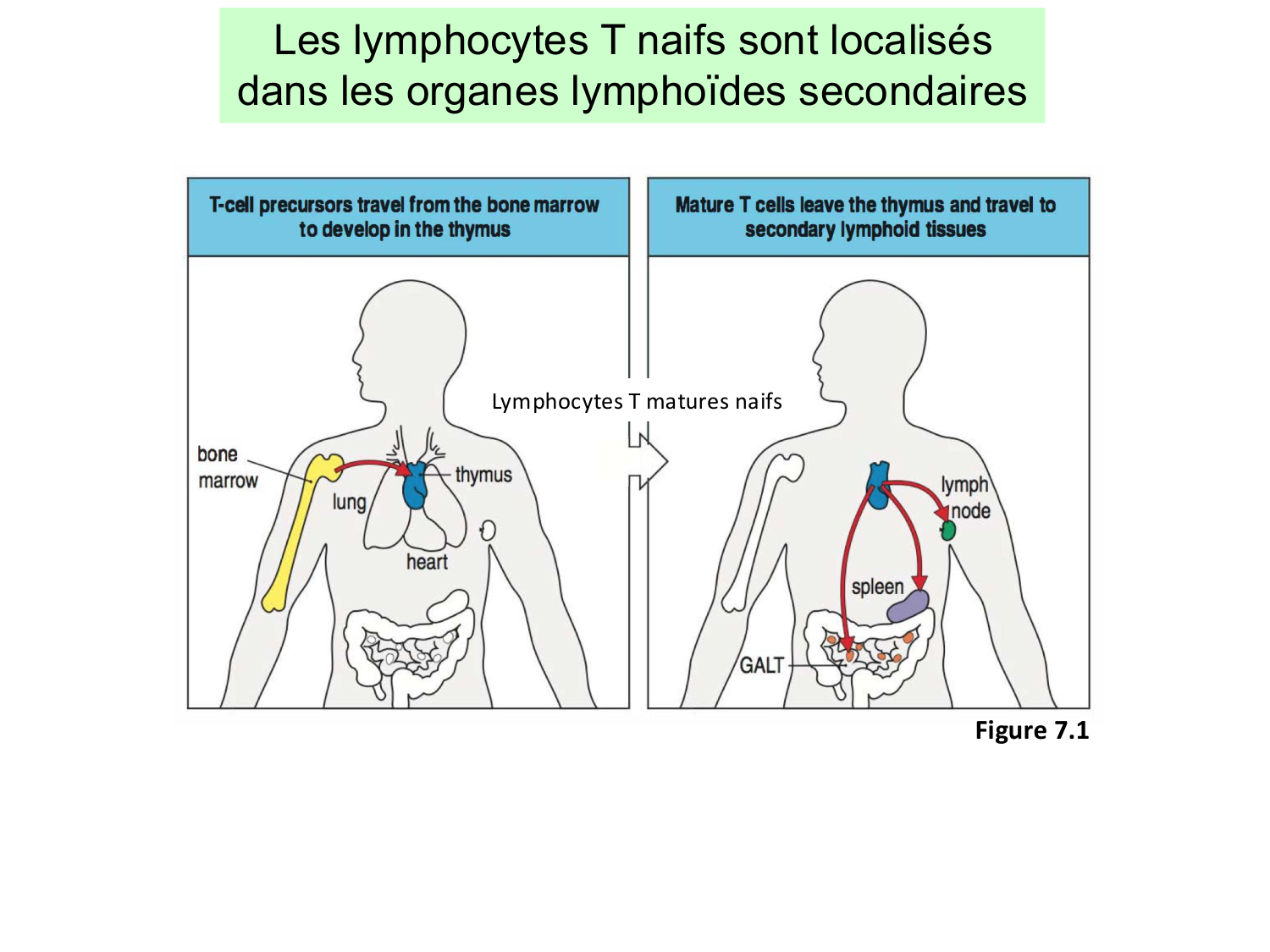 ImmuniteAdaptative LT Hugues2026 page 28