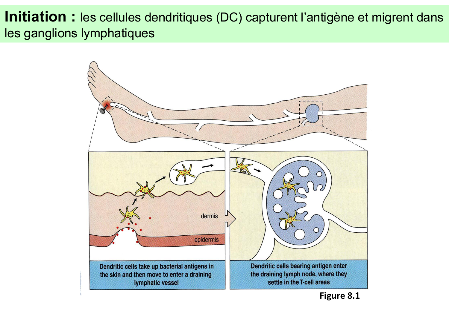 ImmuniteAdaptative LT Hugues2026 page 29