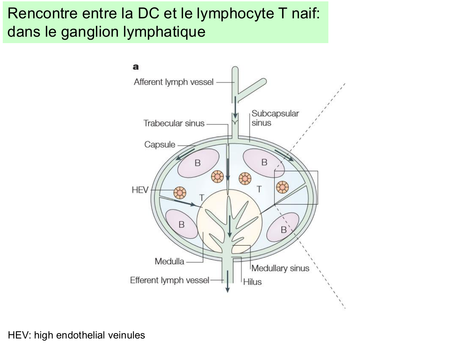 ImmuniteAdaptative LT Hugues2026 page 30