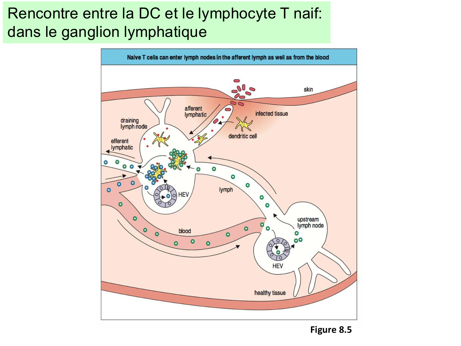 ImmuniteAdaptative LT Hugues2026 page 31