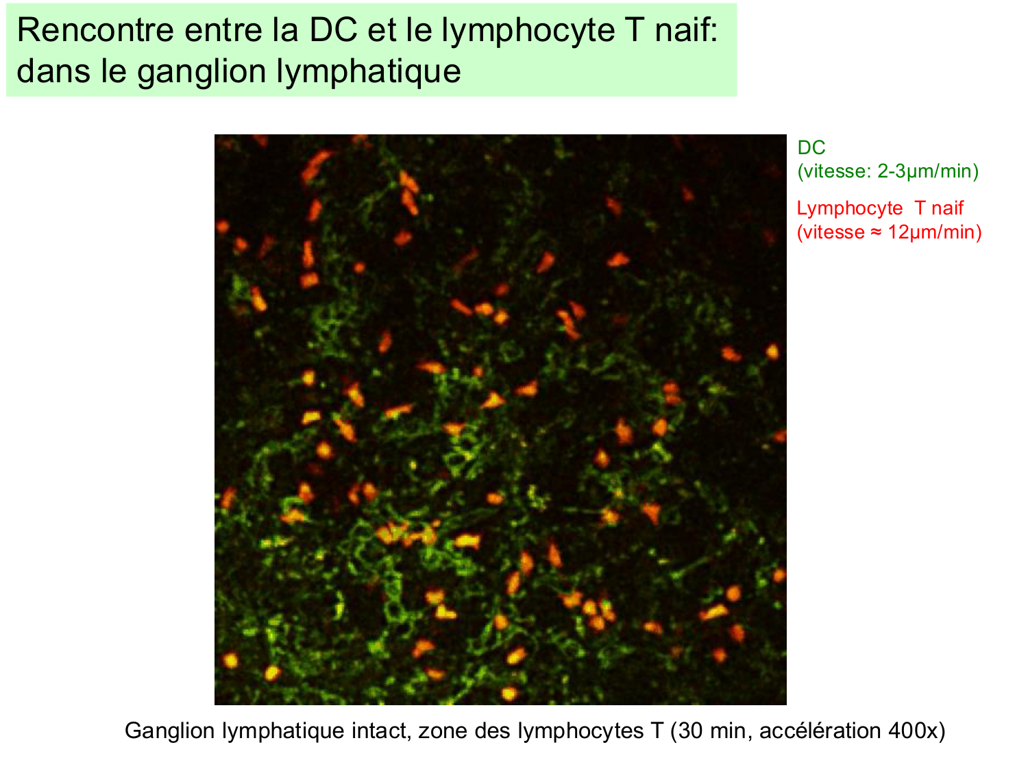 ImmuniteAdaptative LT Hugues2026 page 32