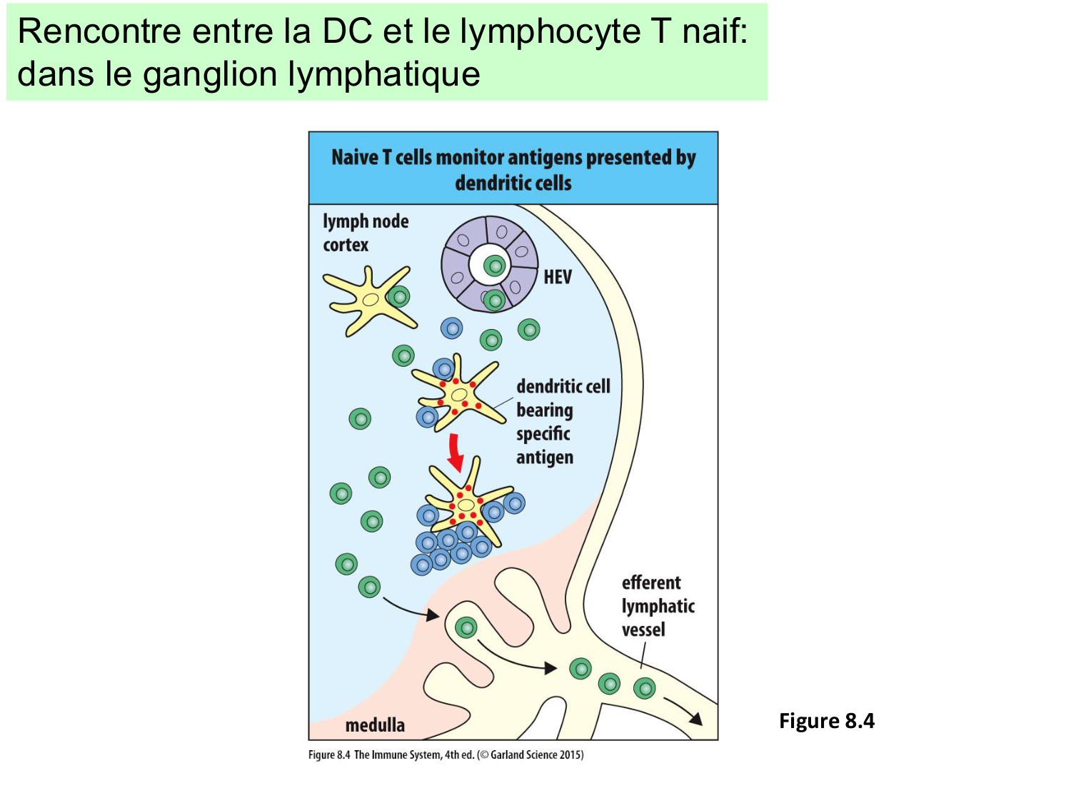 ImmuniteAdaptative LT Hugues2026 page 33