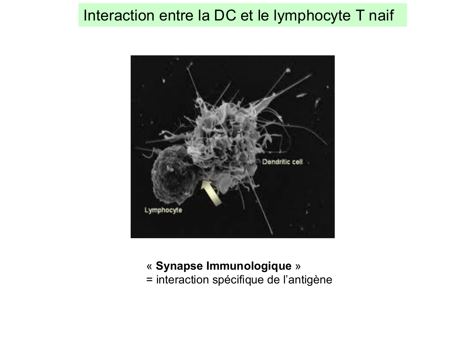ImmuniteAdaptative LT Hugues2026 page 34
