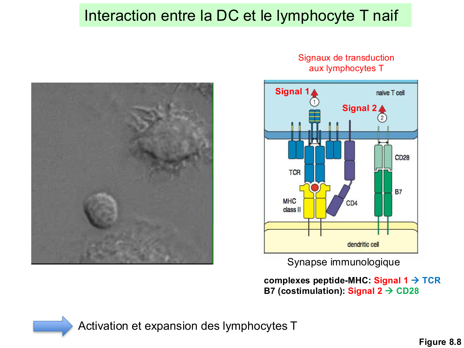 ImmuniteAdaptative LT Hugues2026 page 35