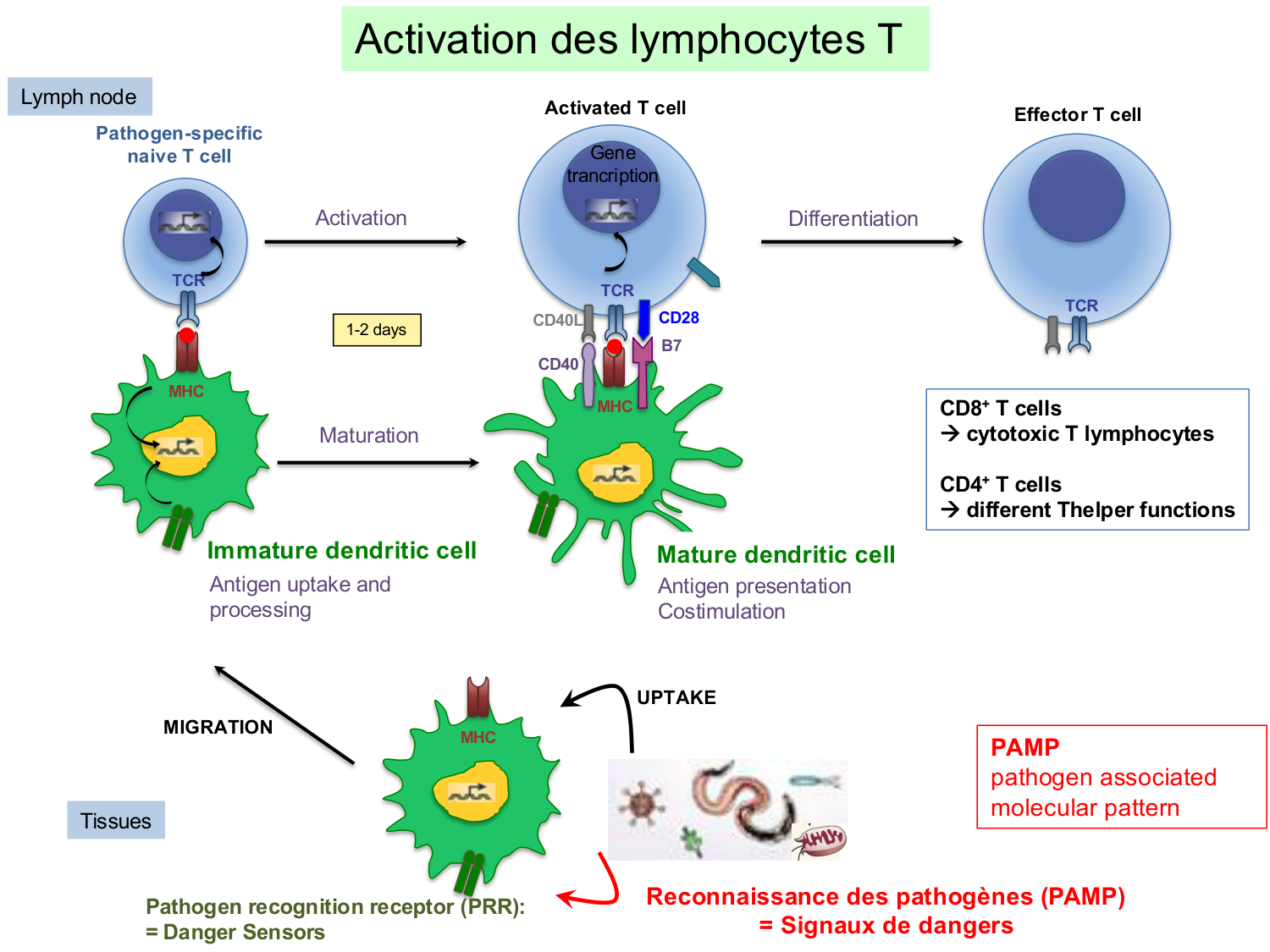 ImmuniteAdaptative LT Hugues2026 page 36