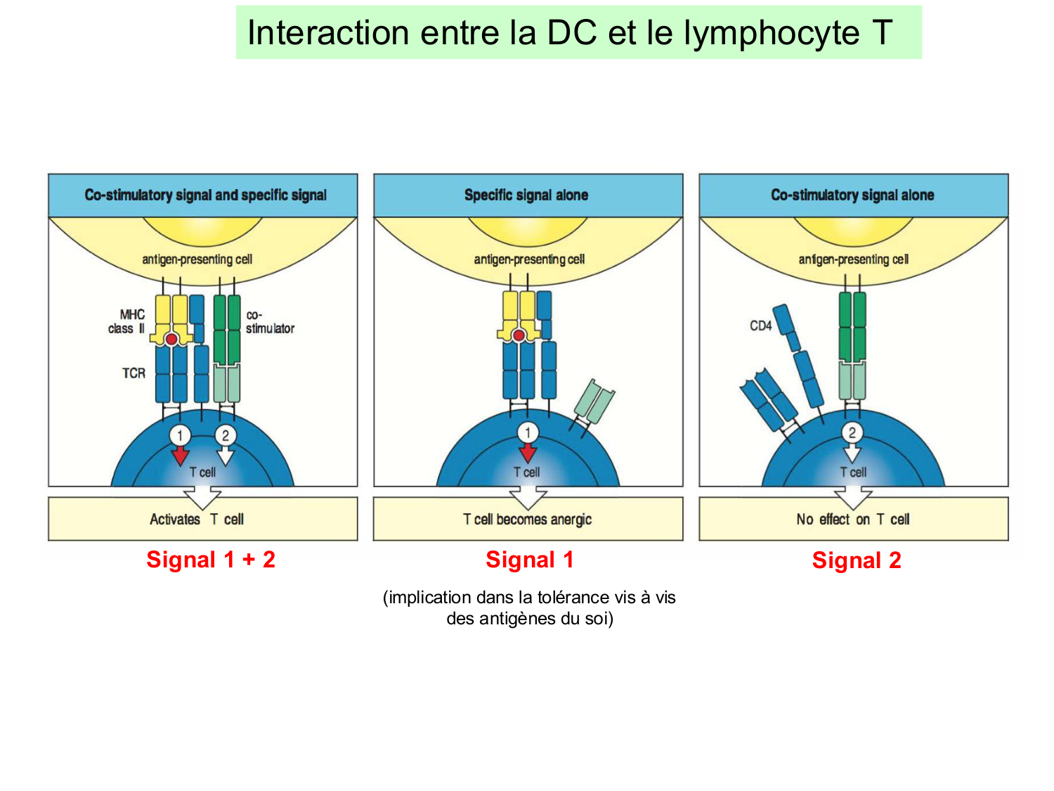 ImmuniteAdaptative LT Hugues2026 page 37