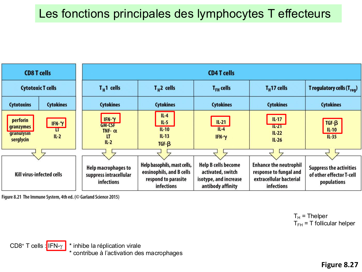 ImmuniteAdaptative LT Hugues2026 page 38