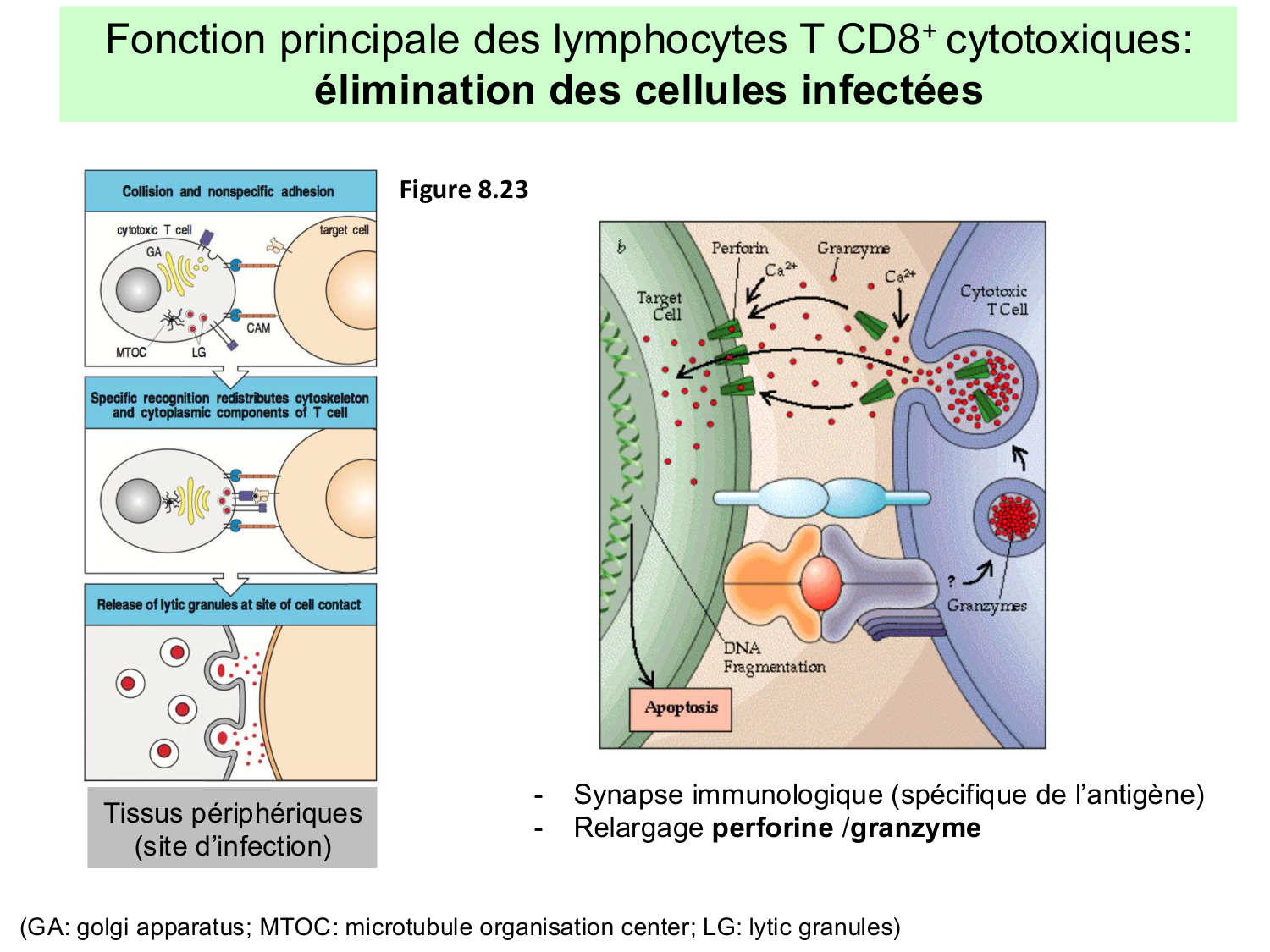 ImmuniteAdaptative LT Hugues2026 page 39