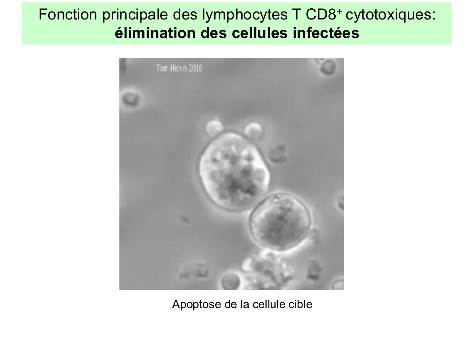 ImmuniteAdaptative LT Hugues2026 page 40