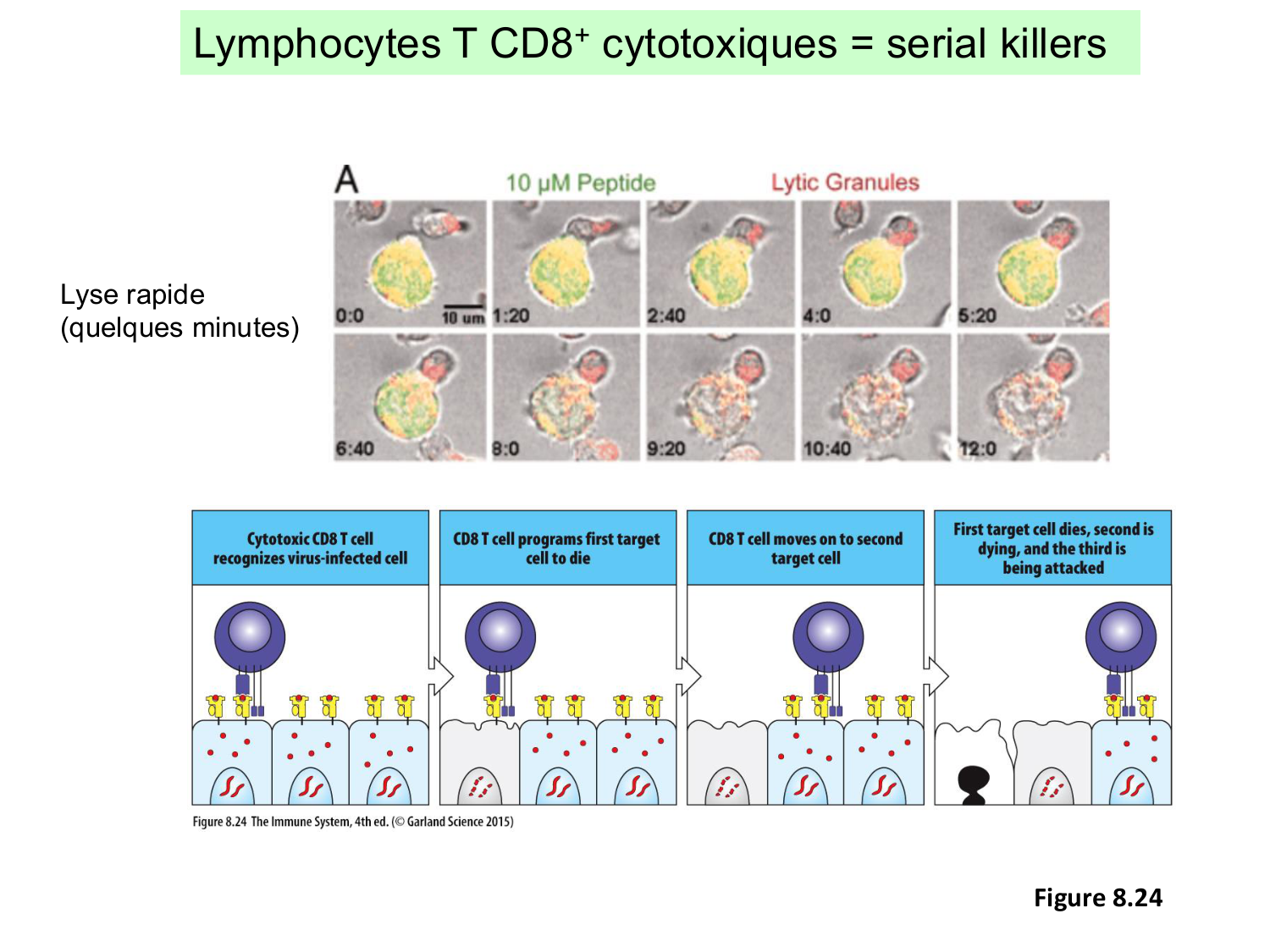 ImmuniteAdaptative LT Hugues2026 page 41
