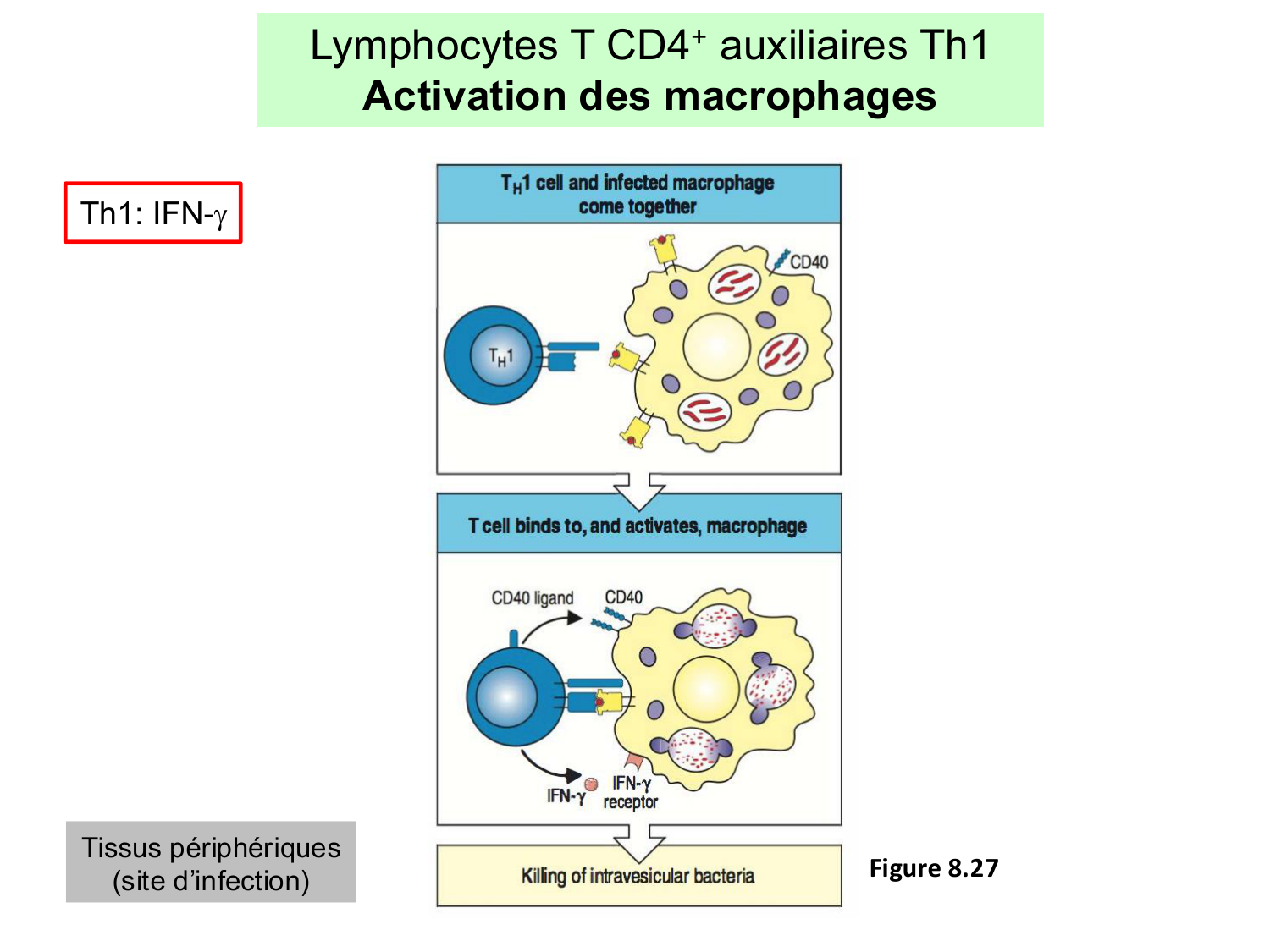 ImmuniteAdaptative LT Hugues2026 page 43