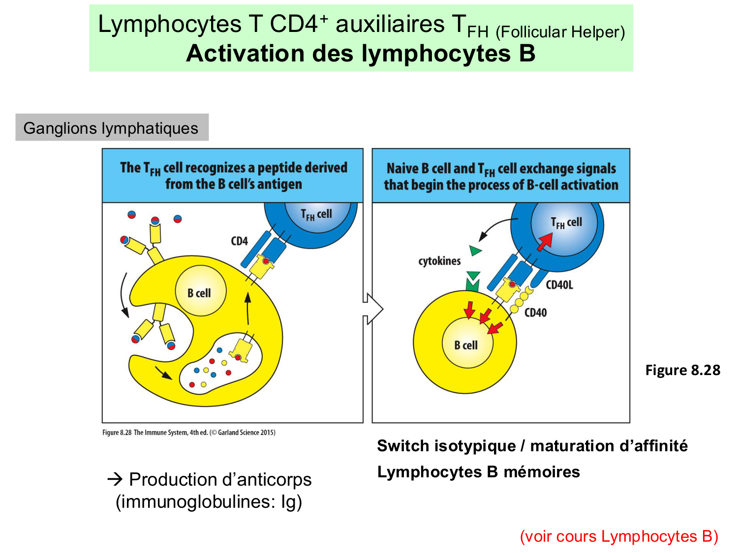 ImmuniteAdaptative LT Hugues2026 page 44