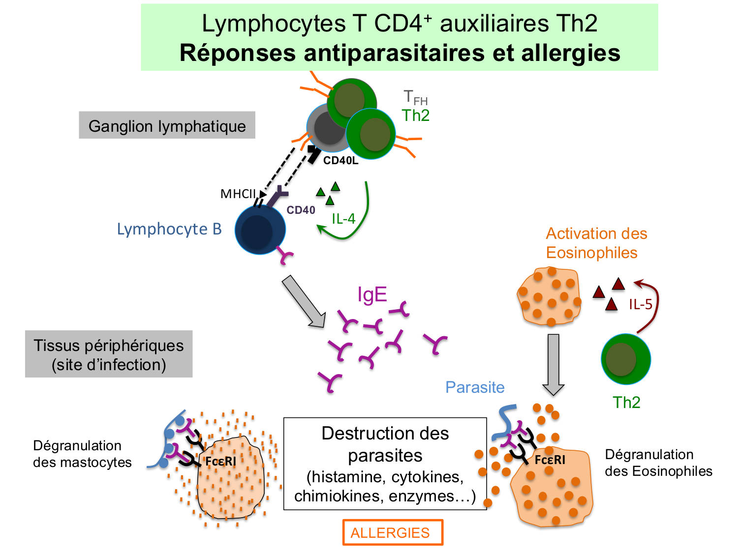 ImmuniteAdaptative LT Hugues2026 page 45