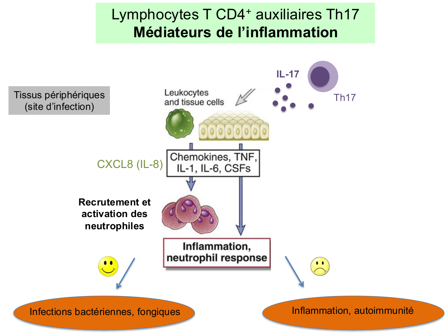 ImmuniteAdaptative LT Hugues2026 page 46